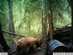 Bear-ly Legal Mix Bear Bait Flavors