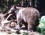 Bear-ly Legal Mix Bear Bait Flavors