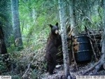 Bear-ly Legal Mix Bear Bait Flavors