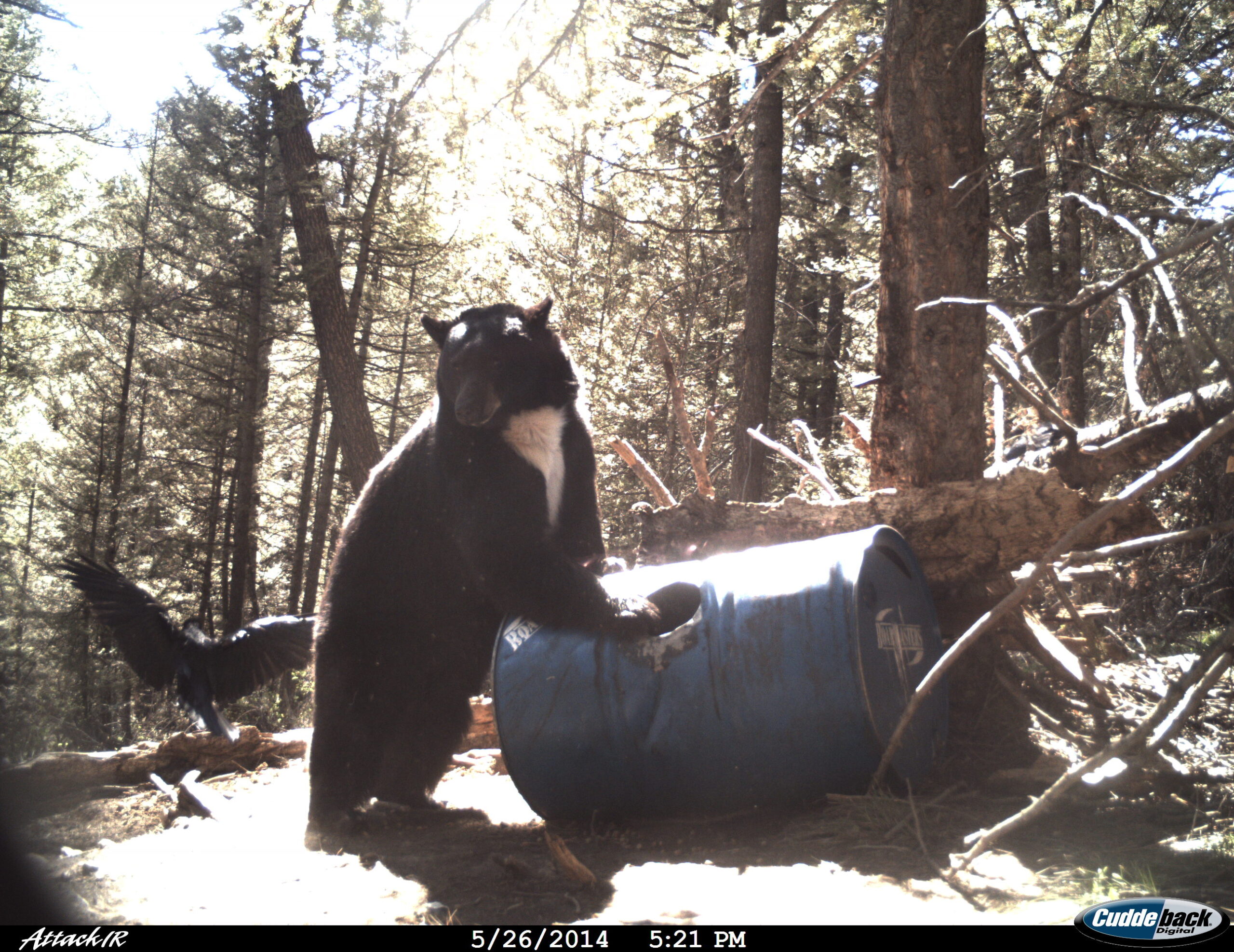 Bear-ly Legal Mix Bear Bait Flavors