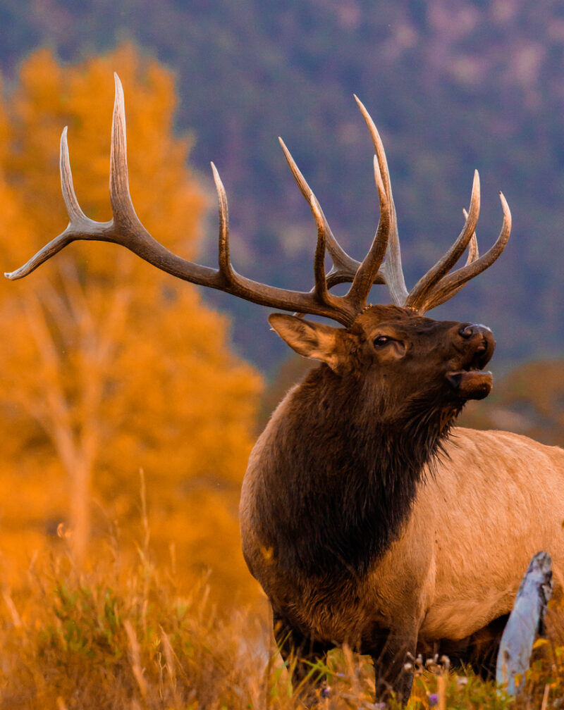 Elk